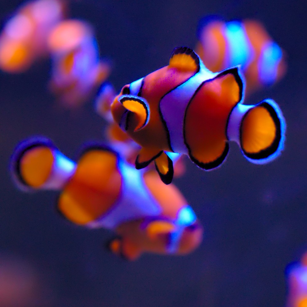 Meet your Posher, Lee